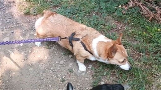 Grumpy corgi vs. Monday mood