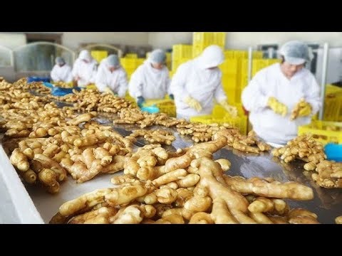Ginger Farming from Start to Harvest | How Ginger Is Grown & Processed