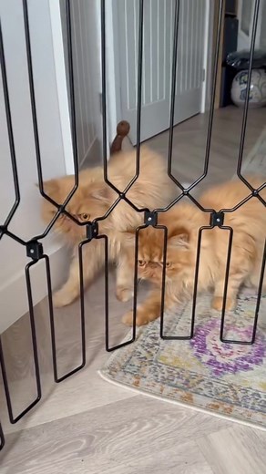 Cat Safety: Using a Gate for Front Door Protection