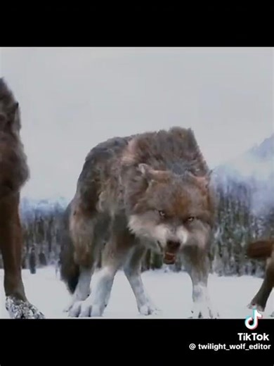 The Quileute Wolves Have Infinite Aura 🐺 #shorts