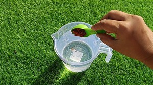 Portulaca में बस यह डाल दे। Portulaca plant/how to grow and care portulaca #portulaca #care #fertilizer #fb #garden | vandana Srivastav