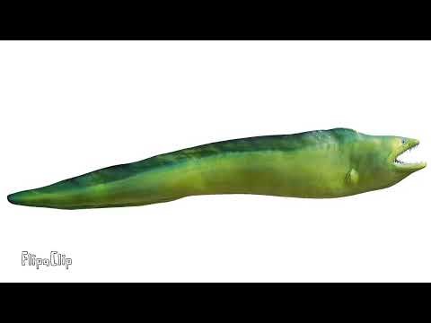 Moray Eel sounds