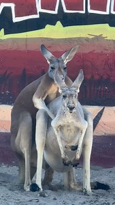 248K views · 34K reactions | Happy Hump Day  Come Visit! Book Now at AnimalEDventures.com take 15% OFF use promo code HAPPY15 expires tonight | Animal EDventure Park & Safari | Facebook