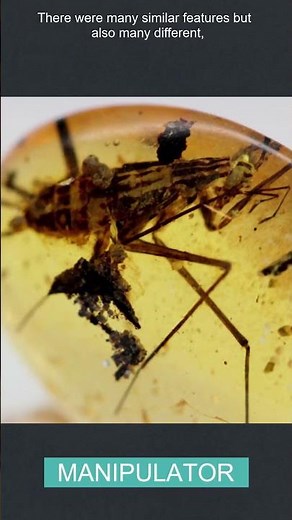 When Cockroaches were Predators