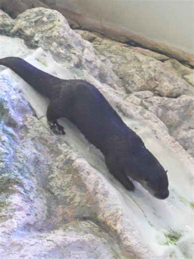 Happy World Otter Day! 🦦 North American river otters are playful and agile semi-aquatic mammals that can be found near freshwater ecosystems and coastal marshes or estuaries across the continent. Enjoy watching them frolic, and help support the care of Boomer and Opie when you visit CMA!