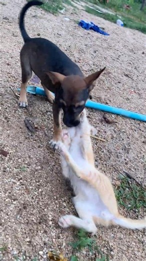 How does puppy play with kittens?🐶🐱#kitten #puppy #dog #cat #cute #animals #funny #catsanddogs