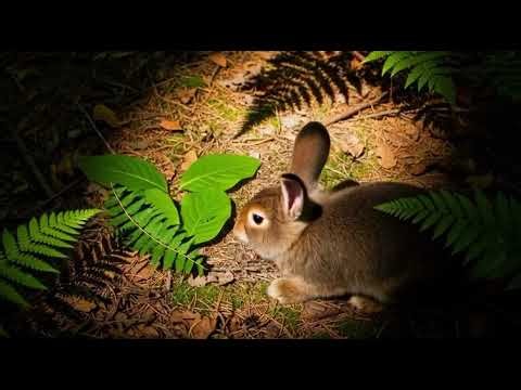 DAYD Precision Nature Engineering Wildness for Your Neighborhood