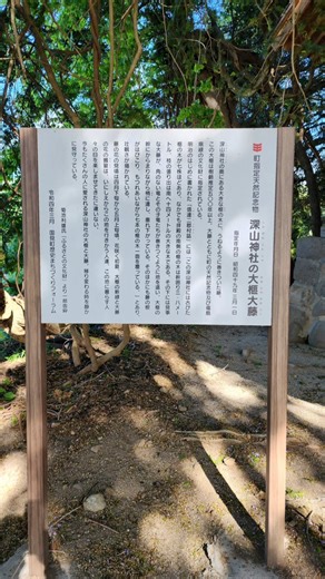 【深山神社の大カヤ大藤】2026.5.9