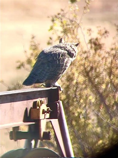 Great Horn Owl Charlie on the attack!! So fun to watch