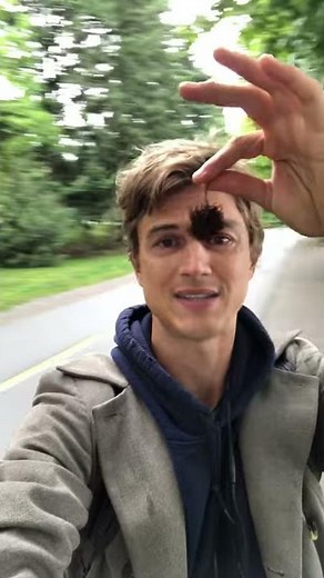 Sweet Gum Tree (Liquidambar)