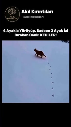 Kediler Nasıl Sadece 2 Ayak İzi Bırakarak Yürüyebiliyor?!😱