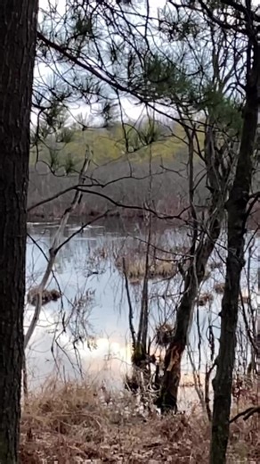 Duck taking off in slow motion #slowmotion #nature | Jerry Carrick