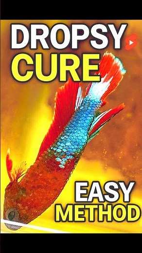 “My Betta Almost Died… Dropsy Treatment That Actually Works! 😱❤️”