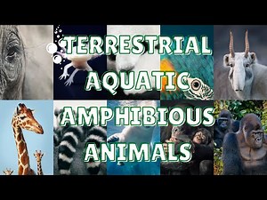 TERRESTRIAL, AQUATIC, and AMPHIBIOUS ANIMALS / Science for kids