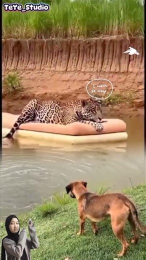 Leopard Lagi Ngantuk, Warthog Iseng! Endingnya... BYURR! 🤣🐆💦