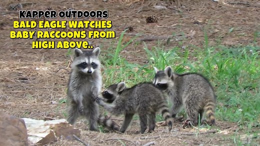 The Cutest Baby Raccoons! BUT… There’s a Twist