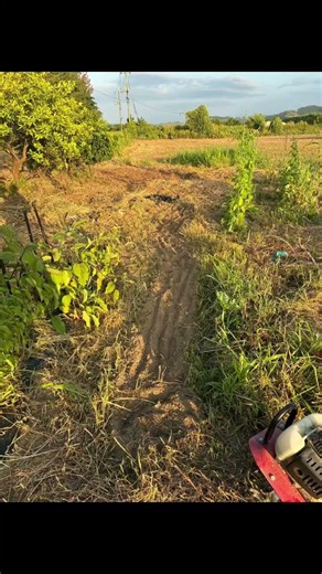 今日は、この前とうもろこし🌽を植えたとこを片付けて今日は明日夏まき人参🥕を植えるのでその土作りをしました。😊