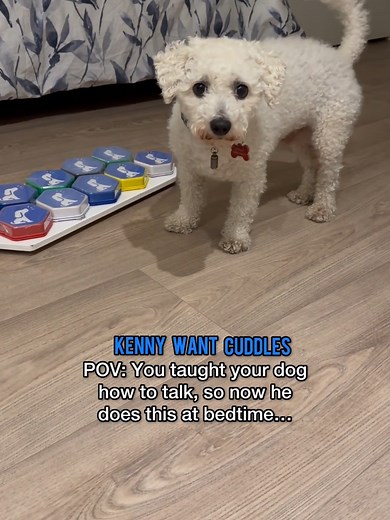 Cuddly Bichon Frise: A Pup's Love for Bedtime Snuggles