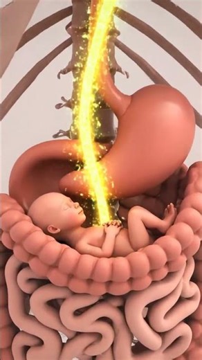 How Food Digests During Pregnancy ｜ 3D Nutrient Pathway to Baby #viral #animation #food #humanbody