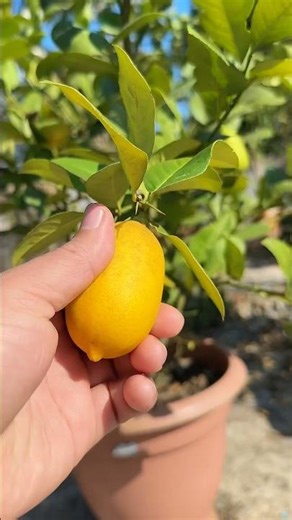 🍋 Harvesting Chinese Seedless Lemon!! 🍋 #greenwordofaktar #ছাদবাগান #gardening #harvesting