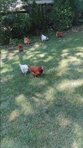 Foraging Chickens = Happy Soil & Full Crops 🌿🐓