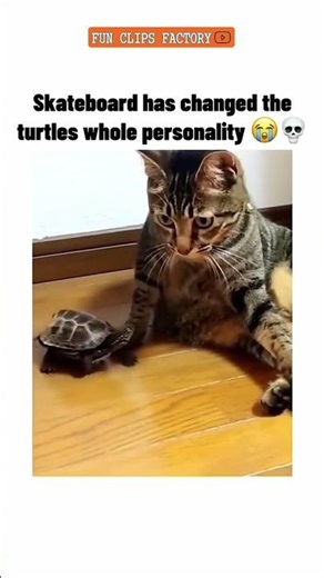 Turtle impresses cat