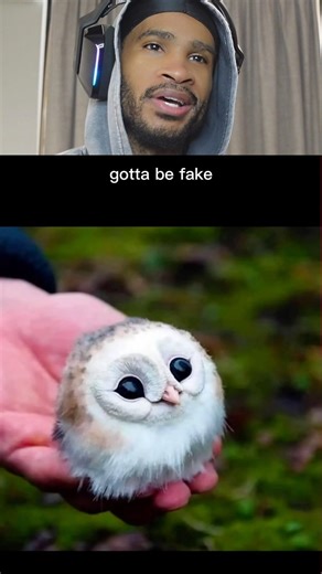 Animals You Have Not Seen As Babies 😳