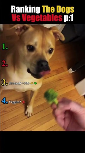 Ranking Dog Eating Vegetabls p1