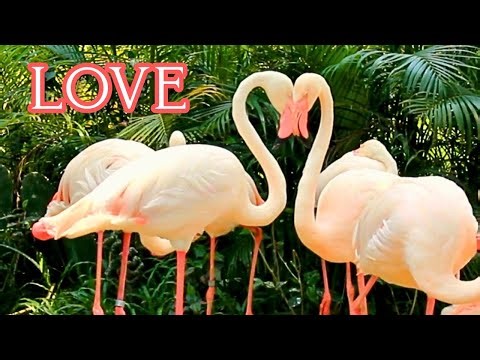 What Flamingos Teach Us About Love | The Heart of the Flock
