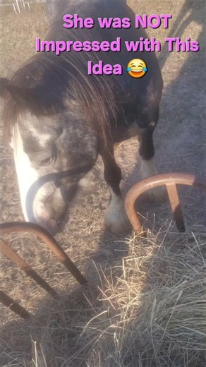 They Think I'm Crazy🐎