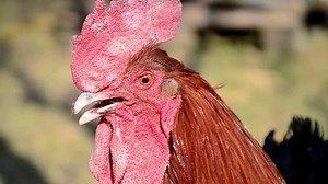 Rooster Crowing On Traditional Rural Farm Stock Footage Video (100% Royalty-free) 11116529 | Shutterstock