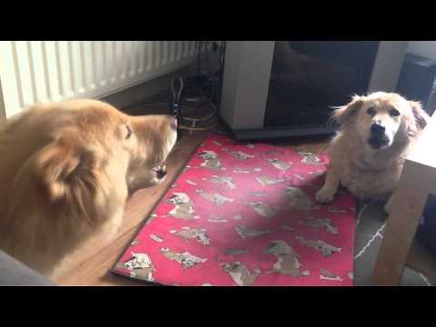 Cute dogs talking to each other