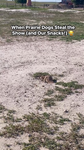 When you find out prairie dogs are way cuter than you expected! 😍 We got to feed the sweetest little prairie dogs and watch them pop in and out of their tiny homes. It was the cutest thing ever! Such a blast at the ranch in South Dakota. It’s definitely a must-visit spot for families! The kids had the best time and couldn’t stop laughing every time one peeked out to grab a snack. Can you guess how many snacks these little guys can munch in one sitting? #prairiedog #SouthDakota #travel #ExploreU