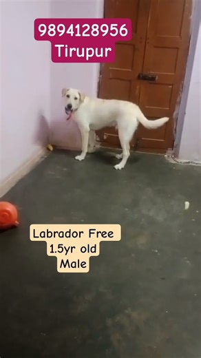 Labrador Dog Adoption #labrador