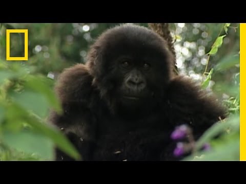 Apes with Tools | National Geographic