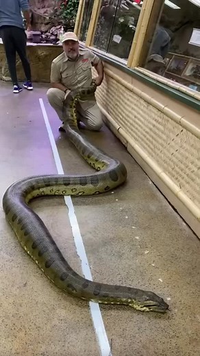 One of the worlds biggest snakes! 🐍 #nature #animals #animalsoftiktok #giant #reptiles #snake #anaconda