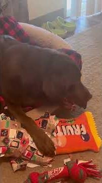 Merry Christmas 🎁🎄 Watch Scooby open his gift….