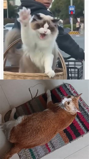 Amazing Cat Acting 😲🐱 | You Won’t Believe This Performance! #funnyanimals