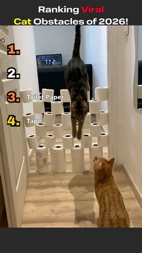 Ranking Viral Cat Obstacles of 2026! Cats Cant Be From Earth! #Viral #cats #Obstacle #ranking #shock