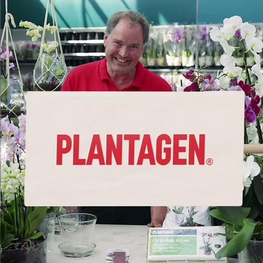 Få orkidéen att blomma igen