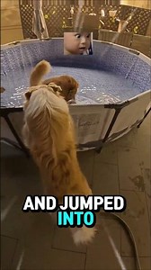 Dog's pool curiosity turned into a rescue mission
