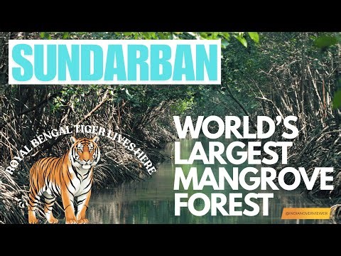 Why Sundarban👺 is the Largest Mangrove Forest on Earth? 😱(Uncovered)|
