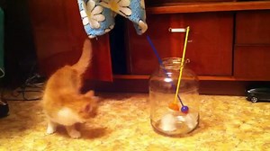 Un chat s'amuse dans un bocal