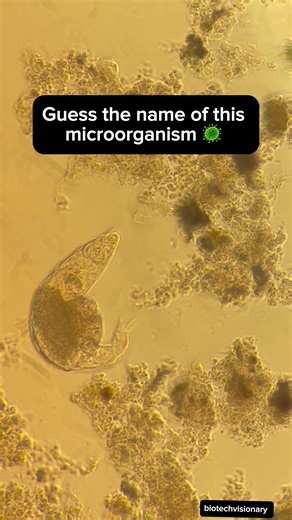 Understanding Microbiology in Biotechnology Studies