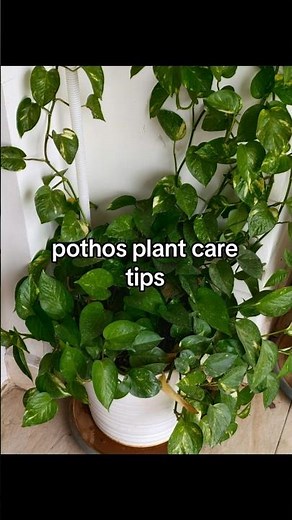 🌿 Pothos Care Secrets Nobody Tells You! 💧 #PlantCare #Houseplants #PlantTips