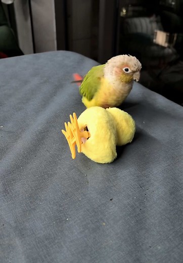 Understanding Parrot Behavior in Bird Life