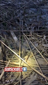 Spring peeper calling at dusk!!