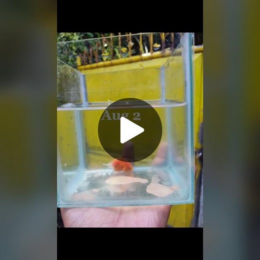 4 months journey of Humpy. #ranchu #goldfish #goldfishphilippines #ranchugoldfish