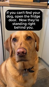 Found him #dog #funny #viral #reels | Rob And Elizabeth