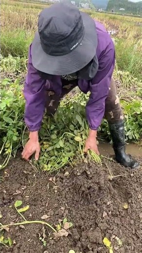 #farming #easyfarming #satisfying #farming101 #gardening #vegetables #agriculture #myrurallife